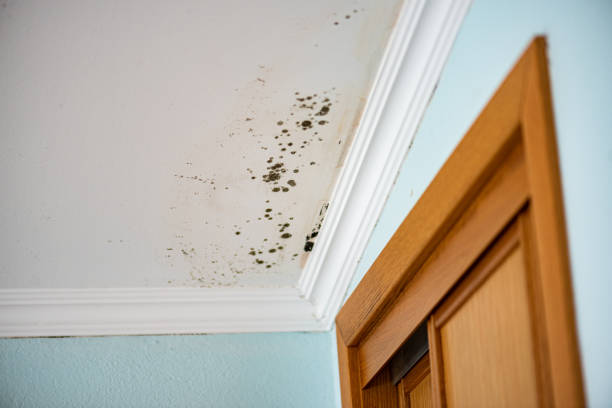 Why You Should Choose Our Mold Remediation Services in Pleasantville, IA